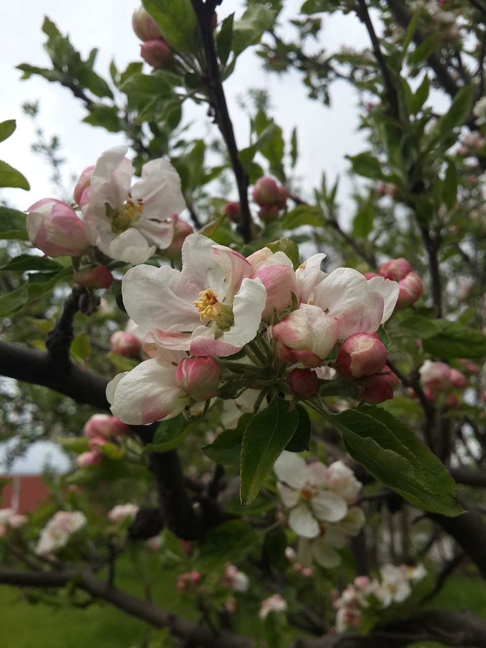 flower  apple blossom  spring free photo