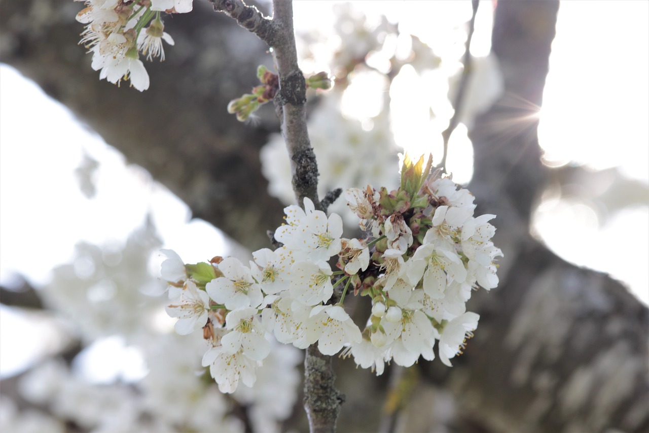 flower  tree  nature free photo