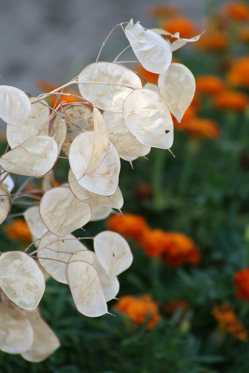 flower  garden  money flower free photo