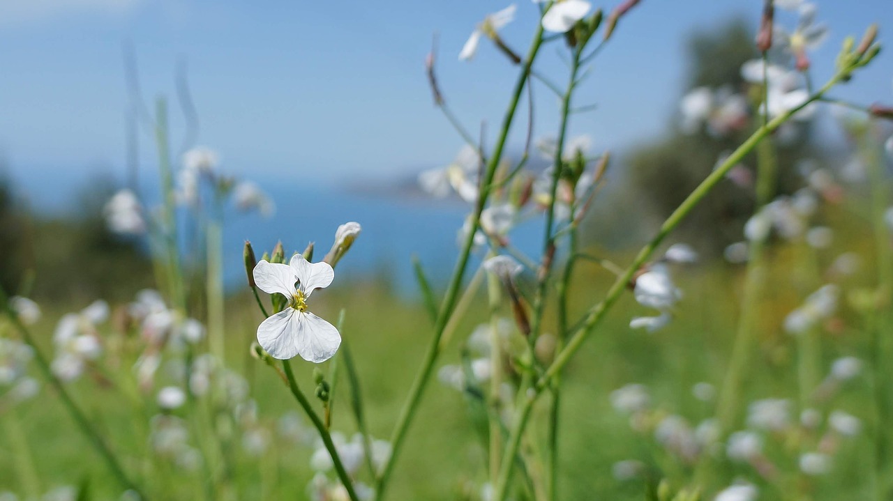 flower  white  nature free photo