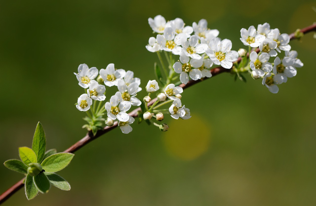 flower  spring  bush free photo