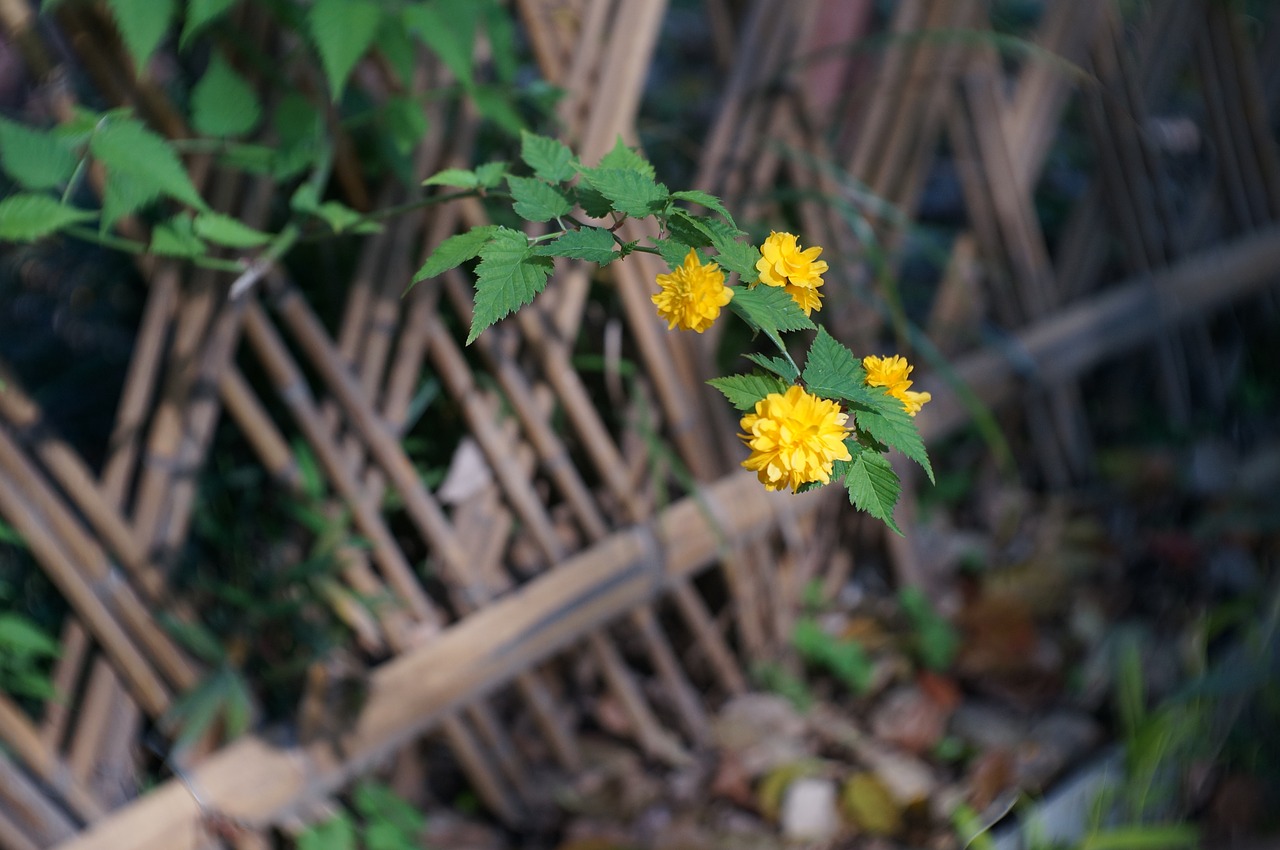 flower  ching ming  plant free photo