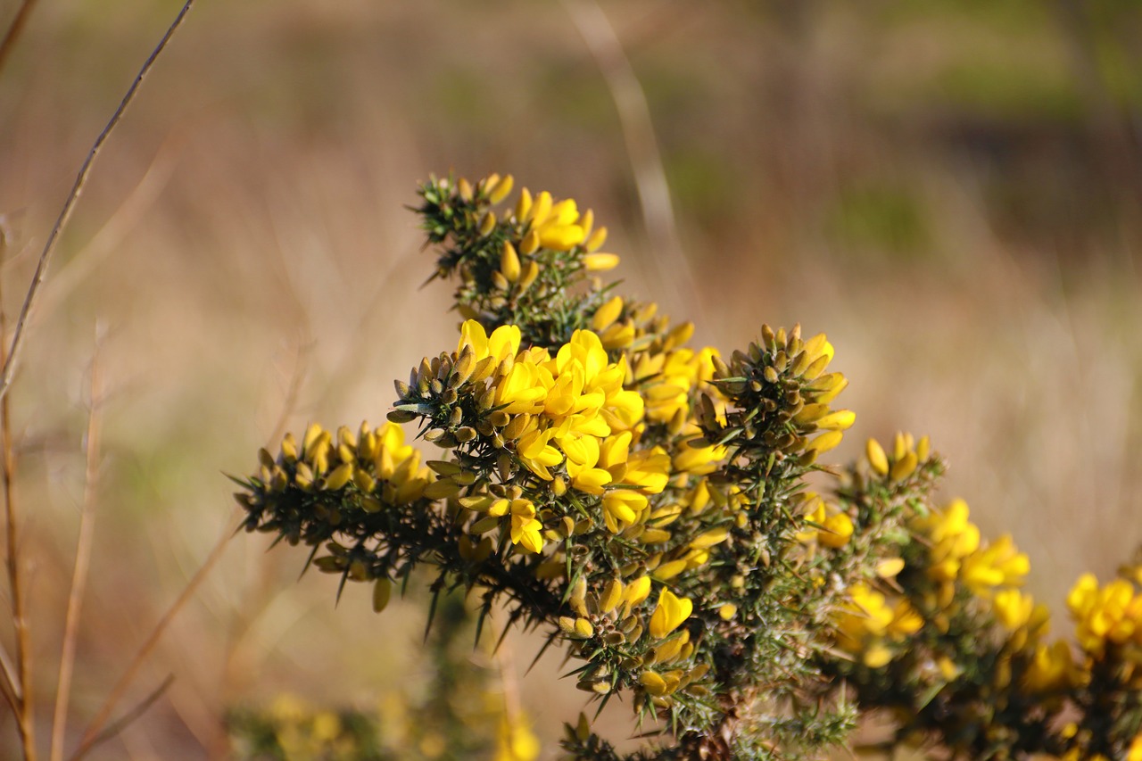 flower  bush  spring free photo