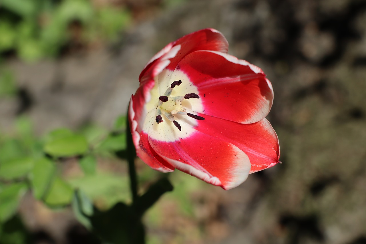 flower  plant  nature free photo