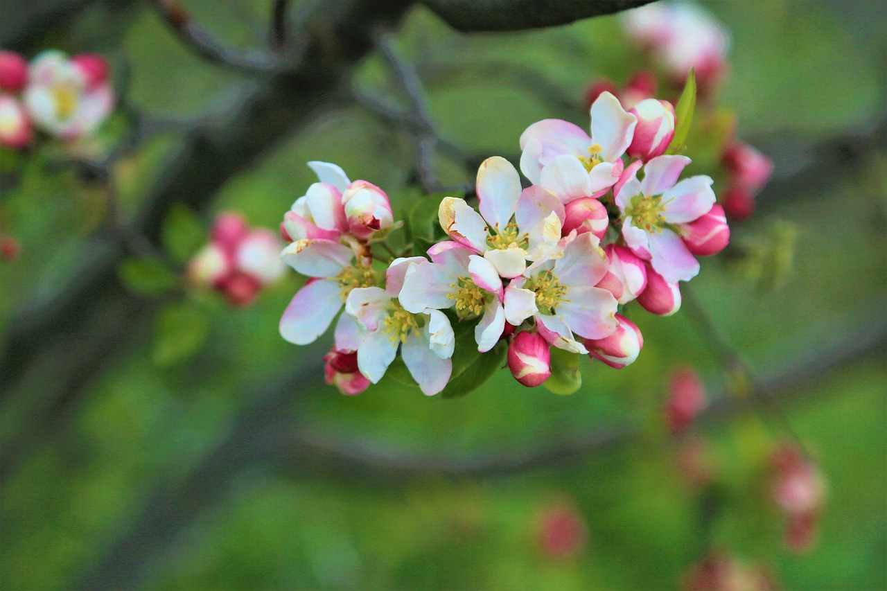 flower  tree  apple free photo