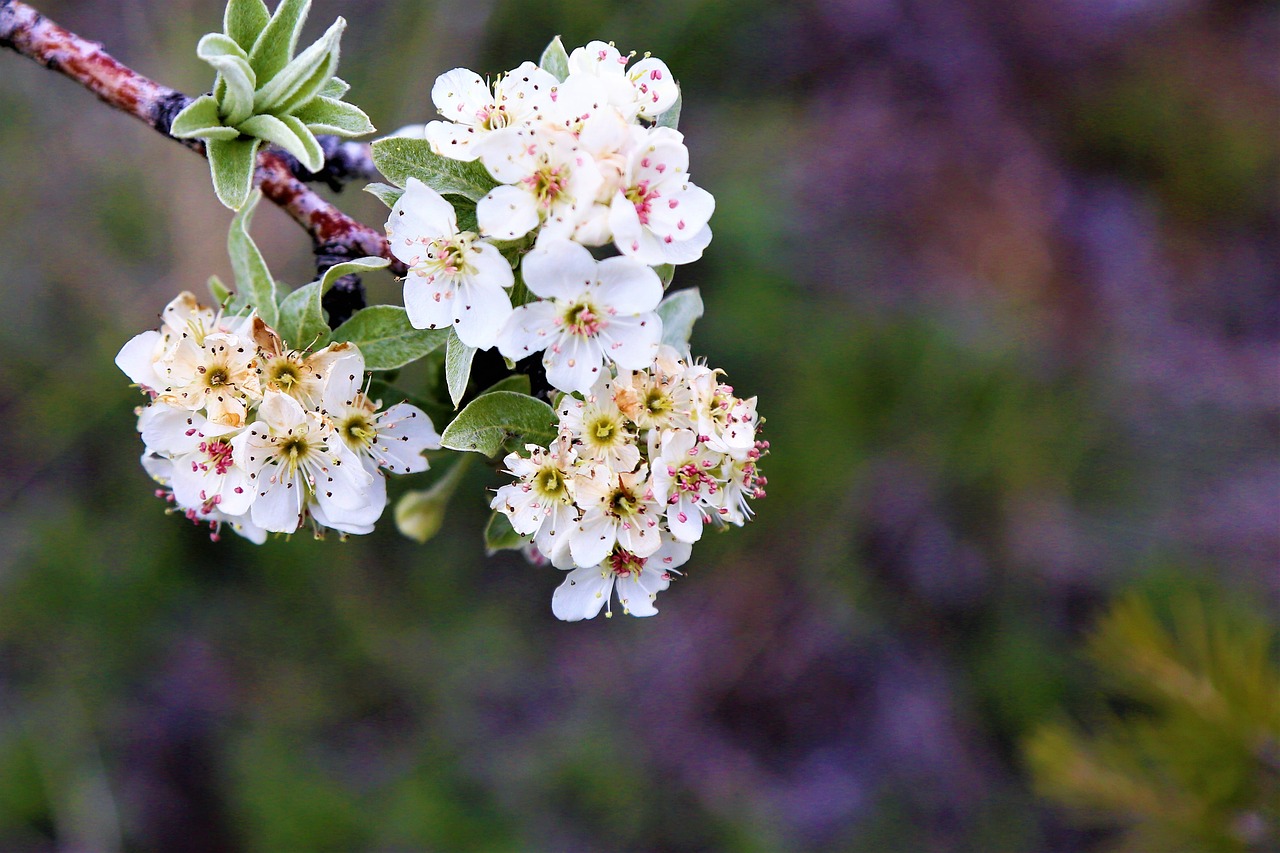 flower  nature  spring free photo