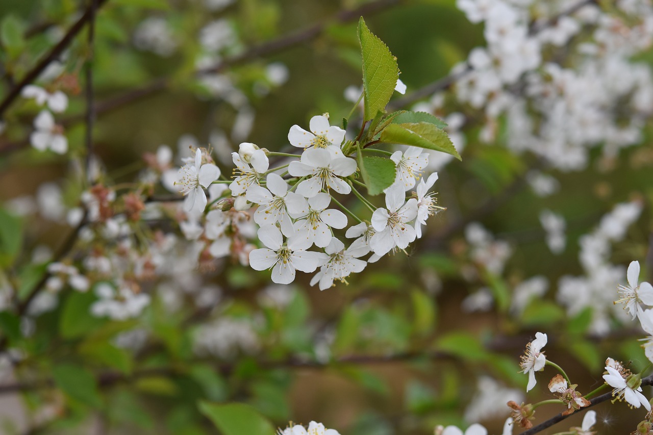 flower  white flowers  shrub flower free photo