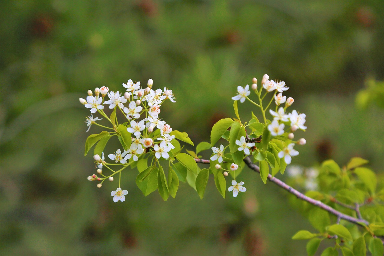 flower  nature  tree free photo