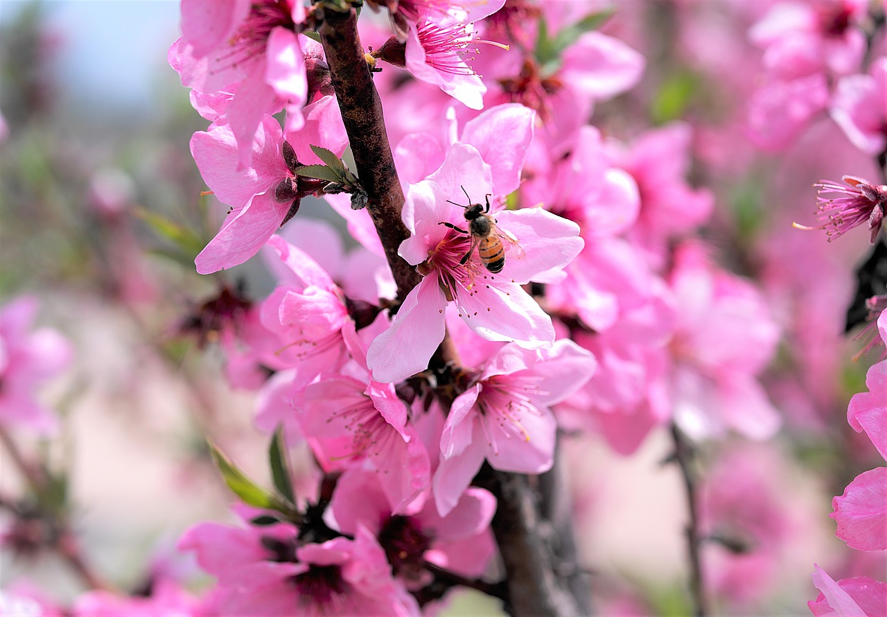 flower  spring  nature free photo