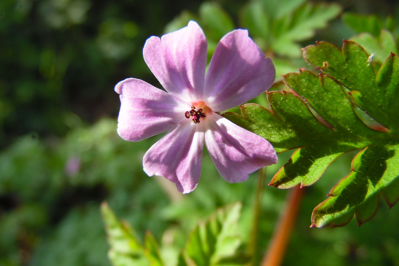 flower  pink  wild free photo