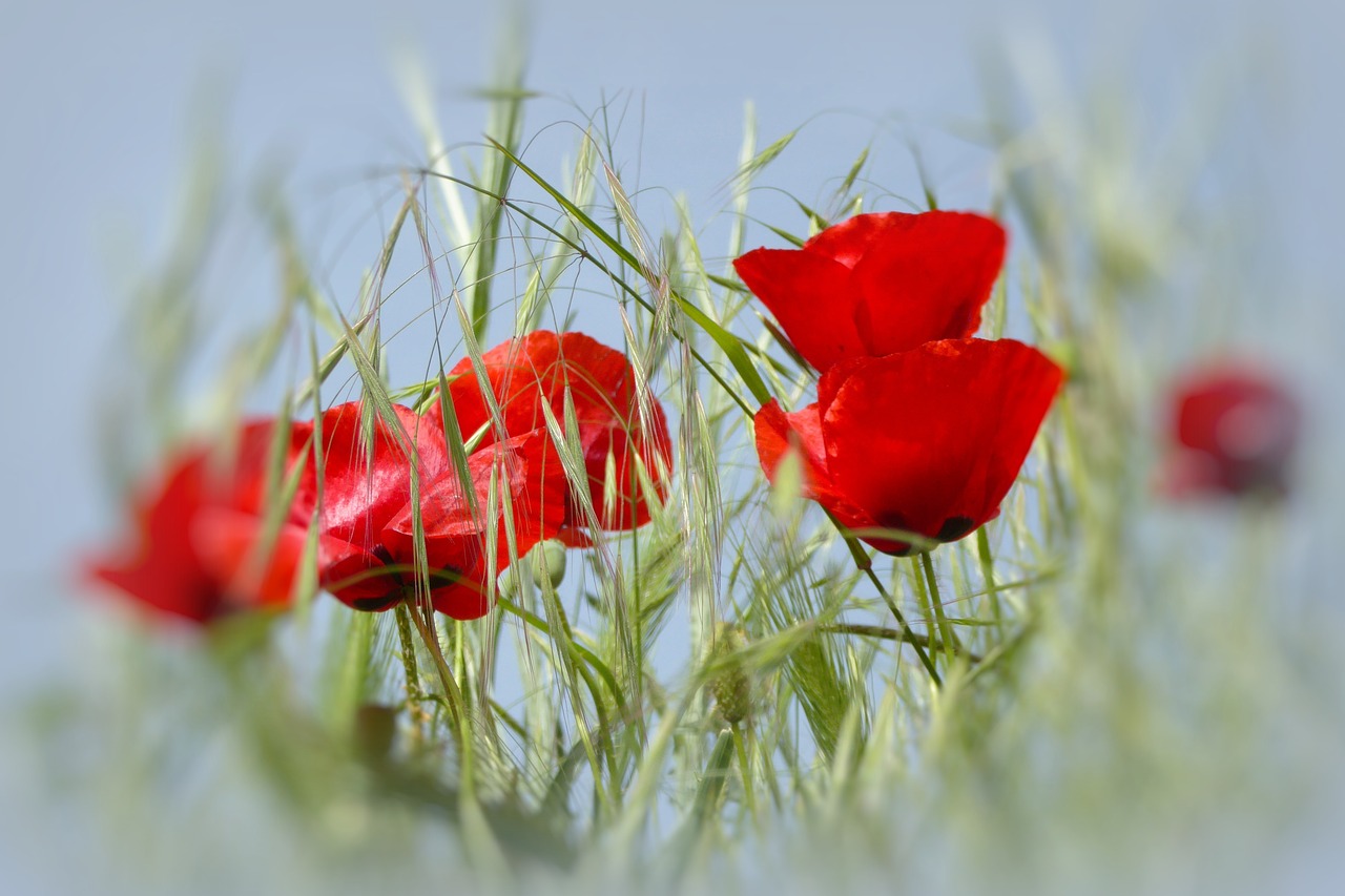 flower  poppy  colorful free photo