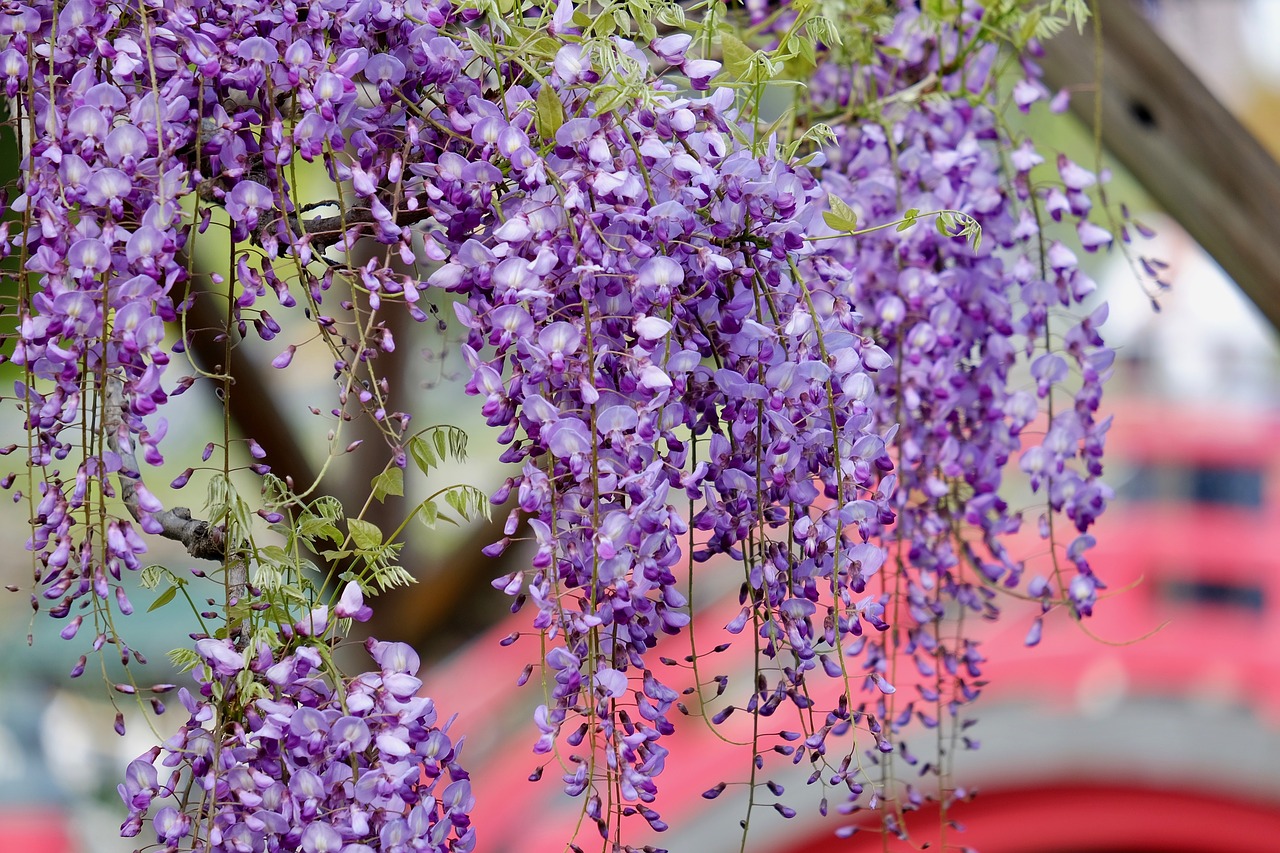 flower  wisteria  purple free photo