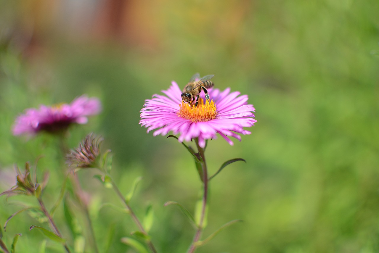 flower  nature  insect free photo