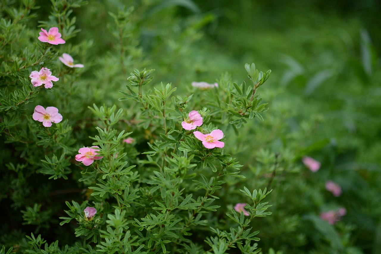 flower  nature  summer free photo