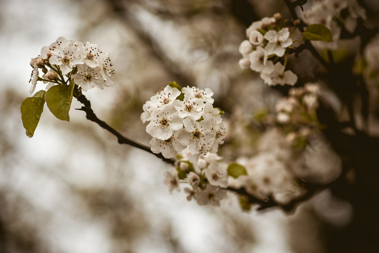 flower  flora  nature free photo