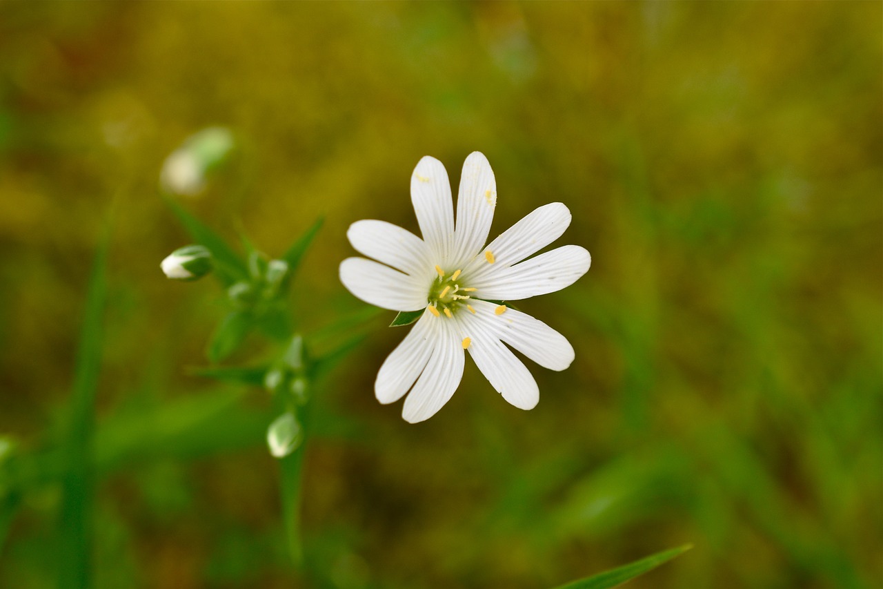 flower  white  spring free photo