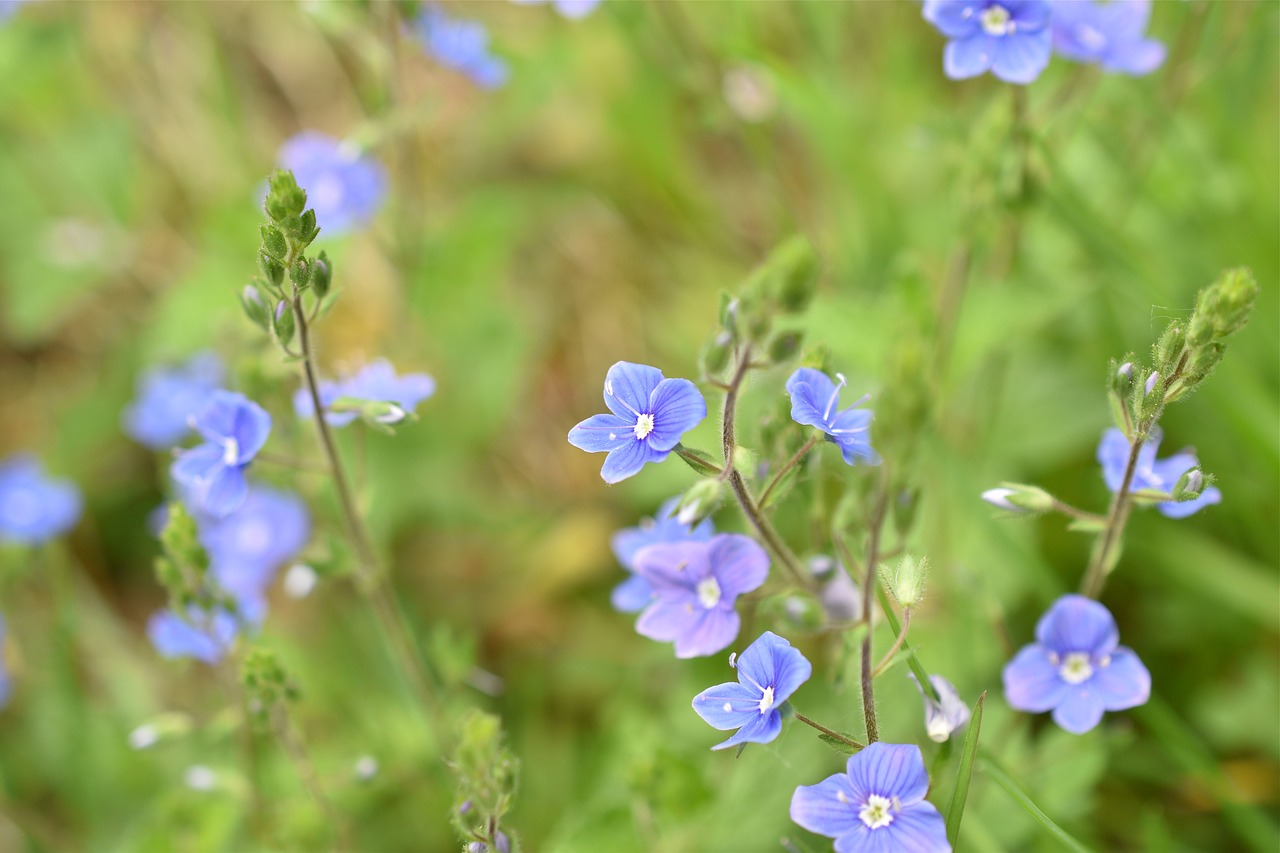 flower  violet  nature free photo