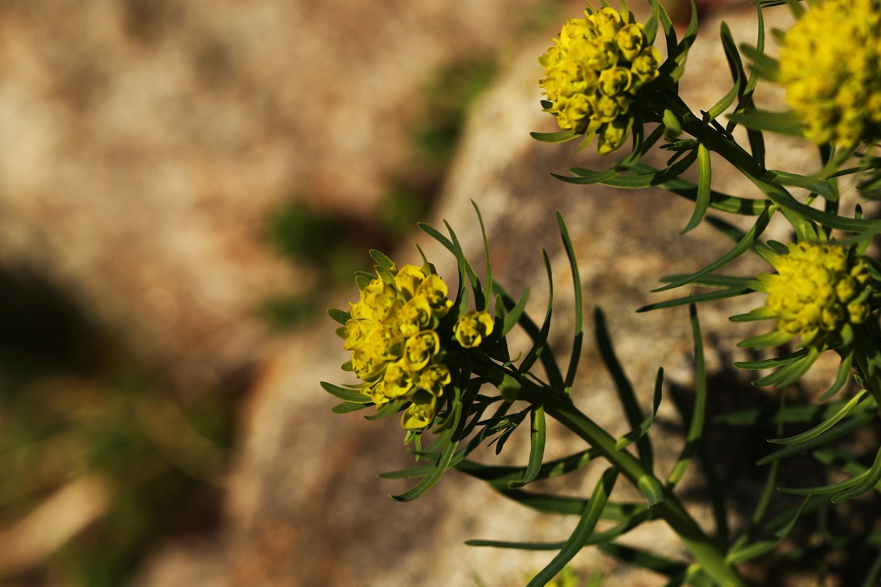 flower  flora  yellow free photo