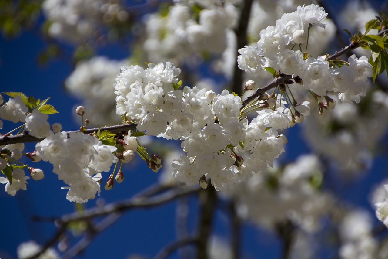 flower  cherry blossom  nature free photo