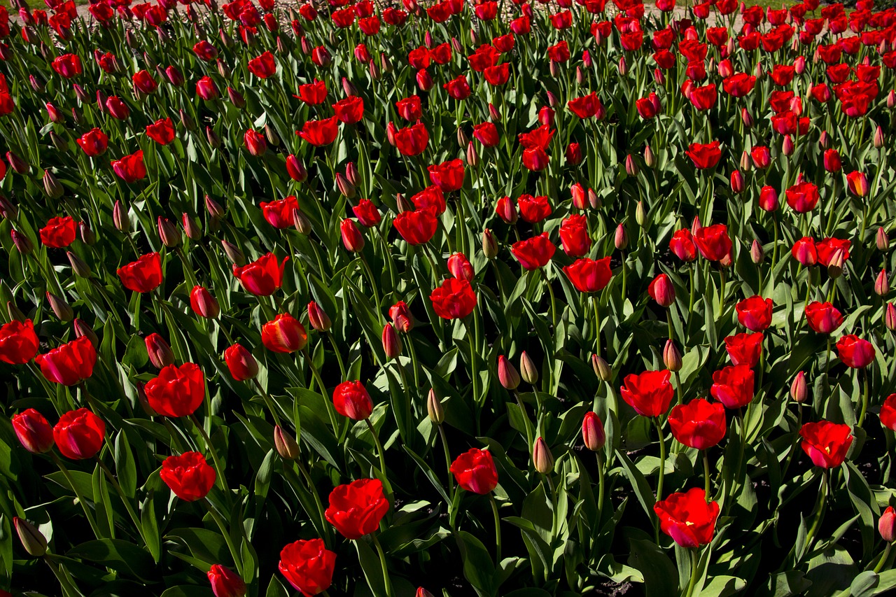 flower  tulip  spring free photo