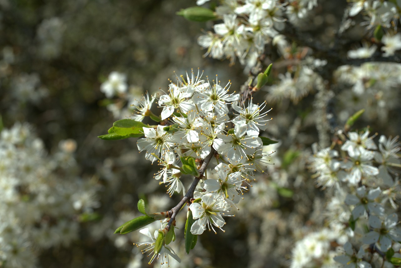 flower  bush  green free photo