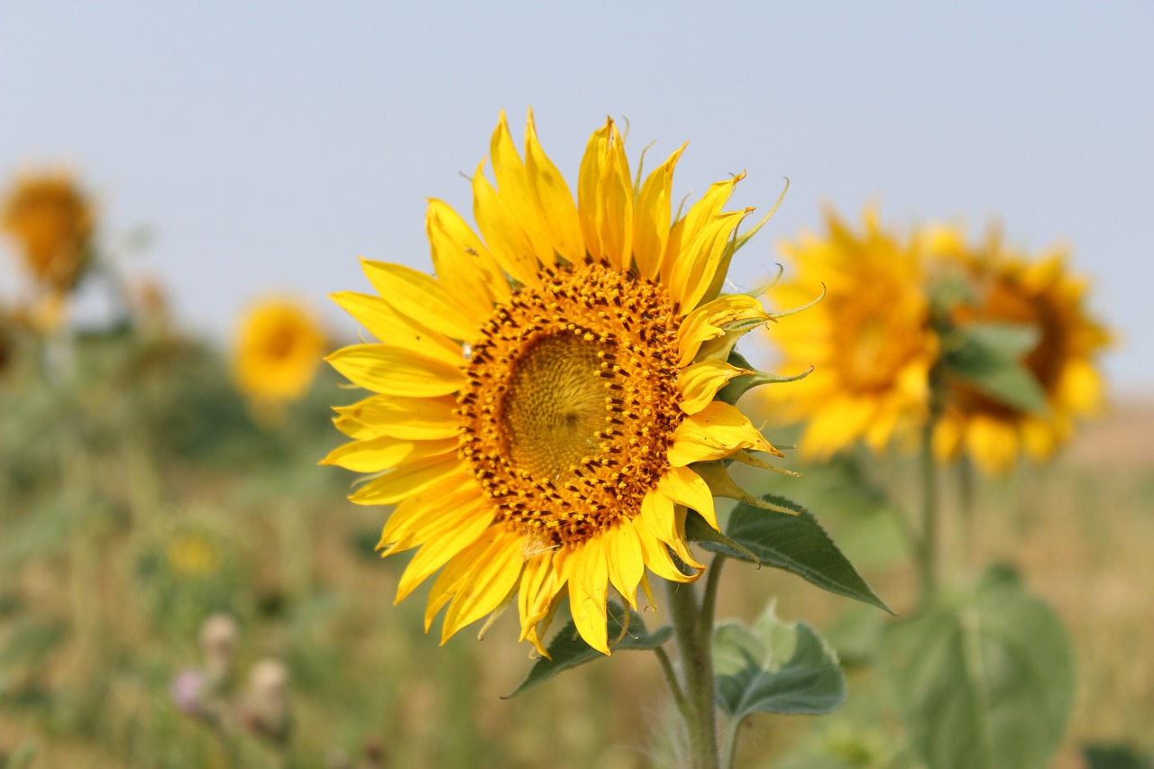 flower  sunflower  bloom free photo
