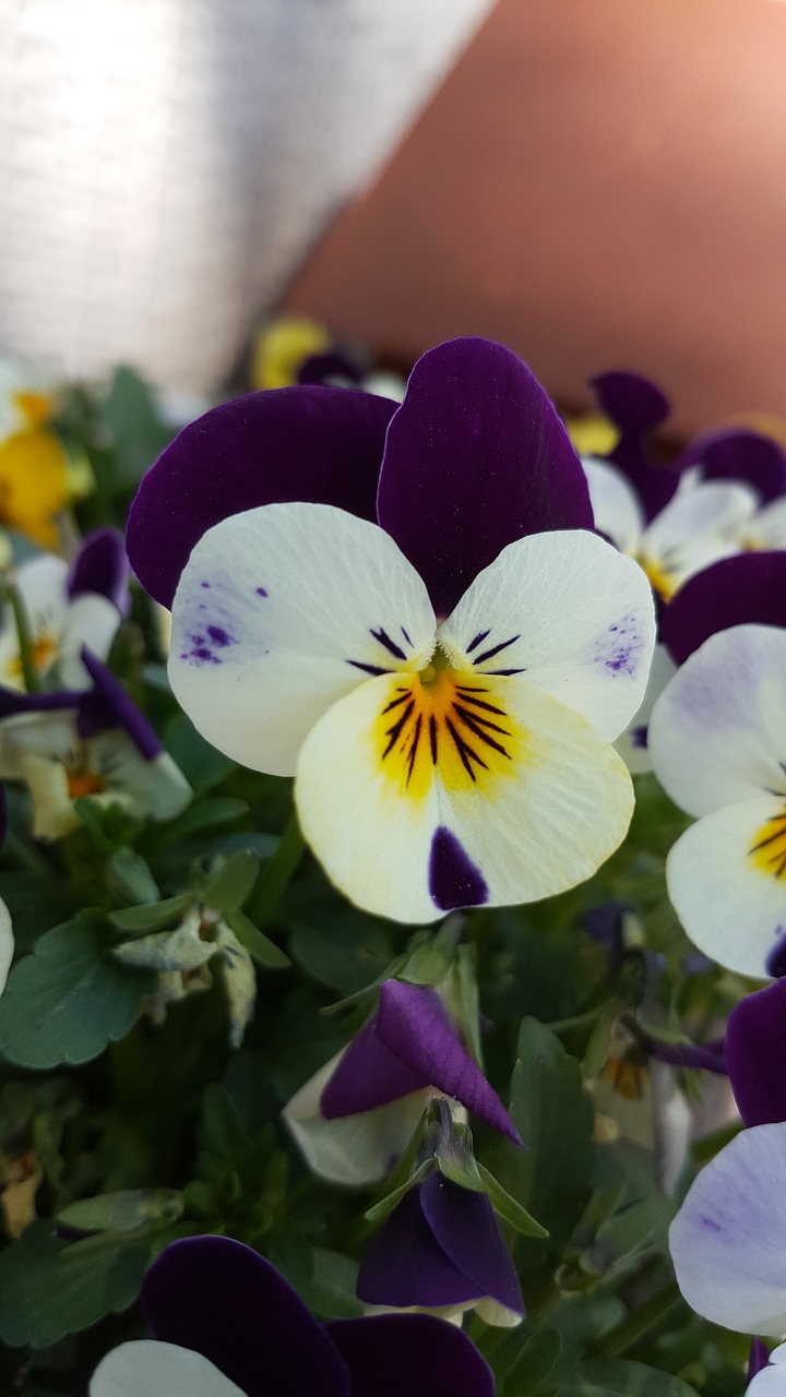 flower  purple  nature free photo