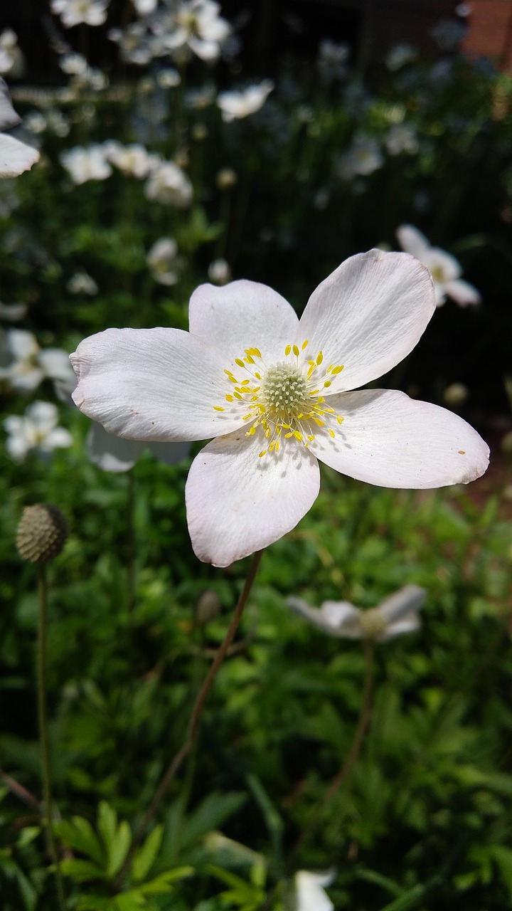 flower  petal  bloom free photo