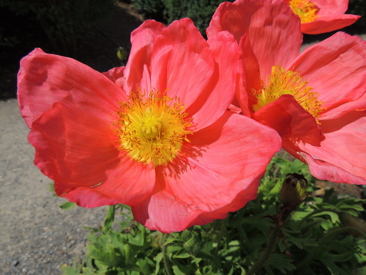 flower red hibiscus free photo