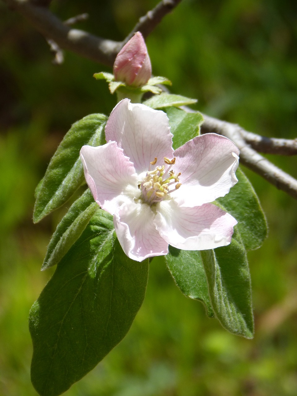 flower  flowering tree  flowering free photo