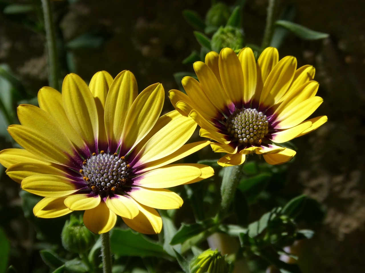 flower  petals  yellow flower free photo