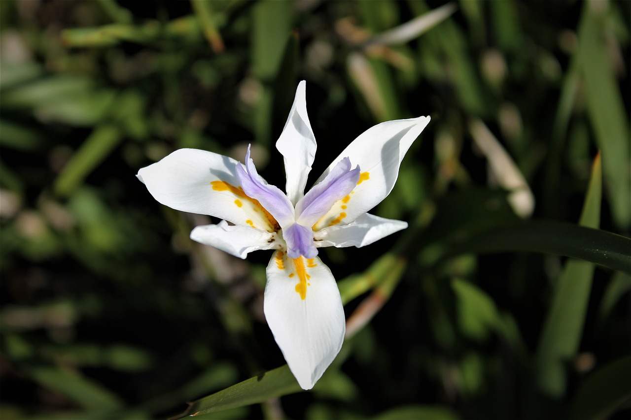 flower  white flower  vegetation free photo