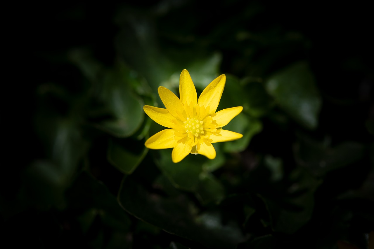 flower  yellow  spring flower free photo