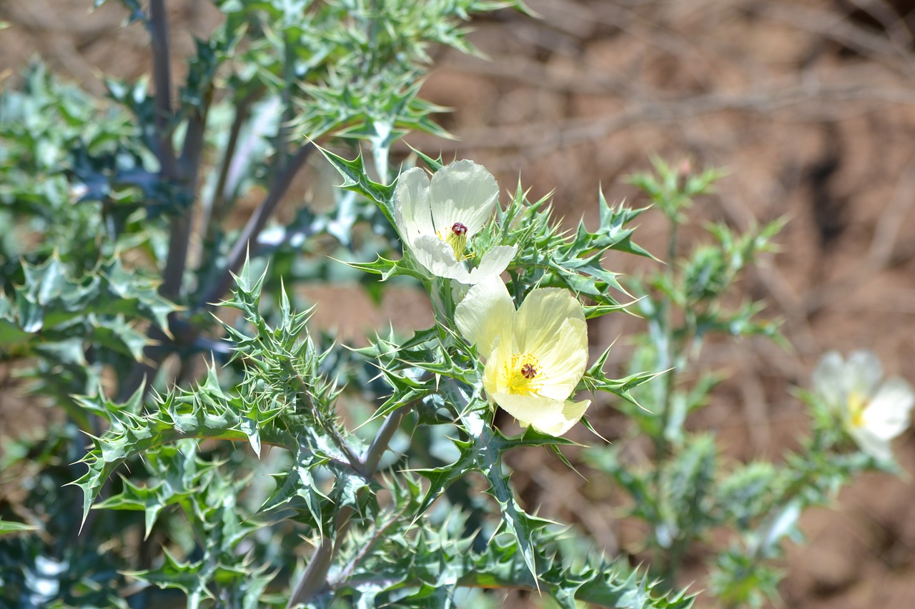 flower  yellow  nature free photo