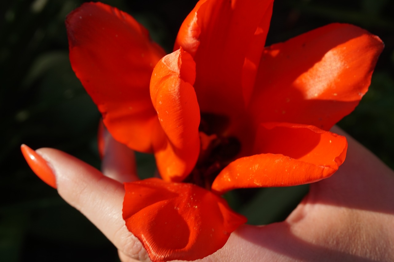 flower  tulip  spring free photo