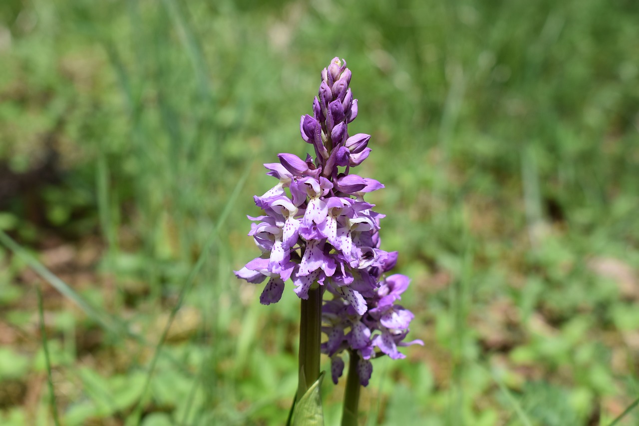 flower  orchid  wild free photo