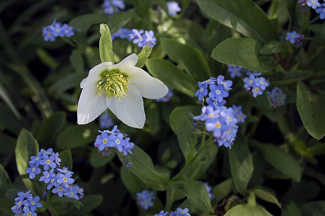 flower  white  plant free photo