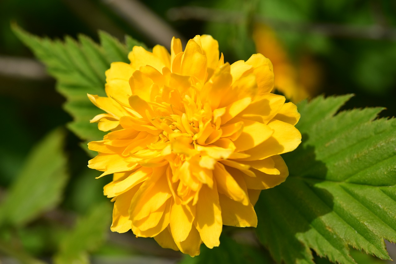 flower  flower color yellow  corête of japan free photo