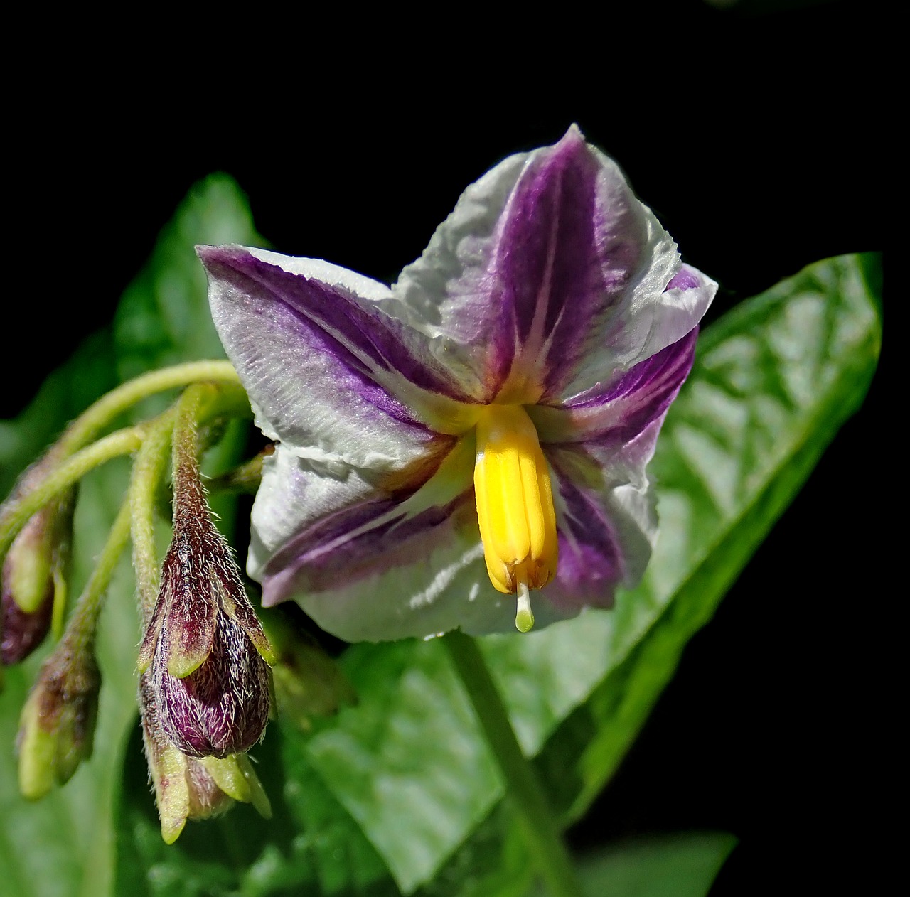 flower  pepino  fruit free photo