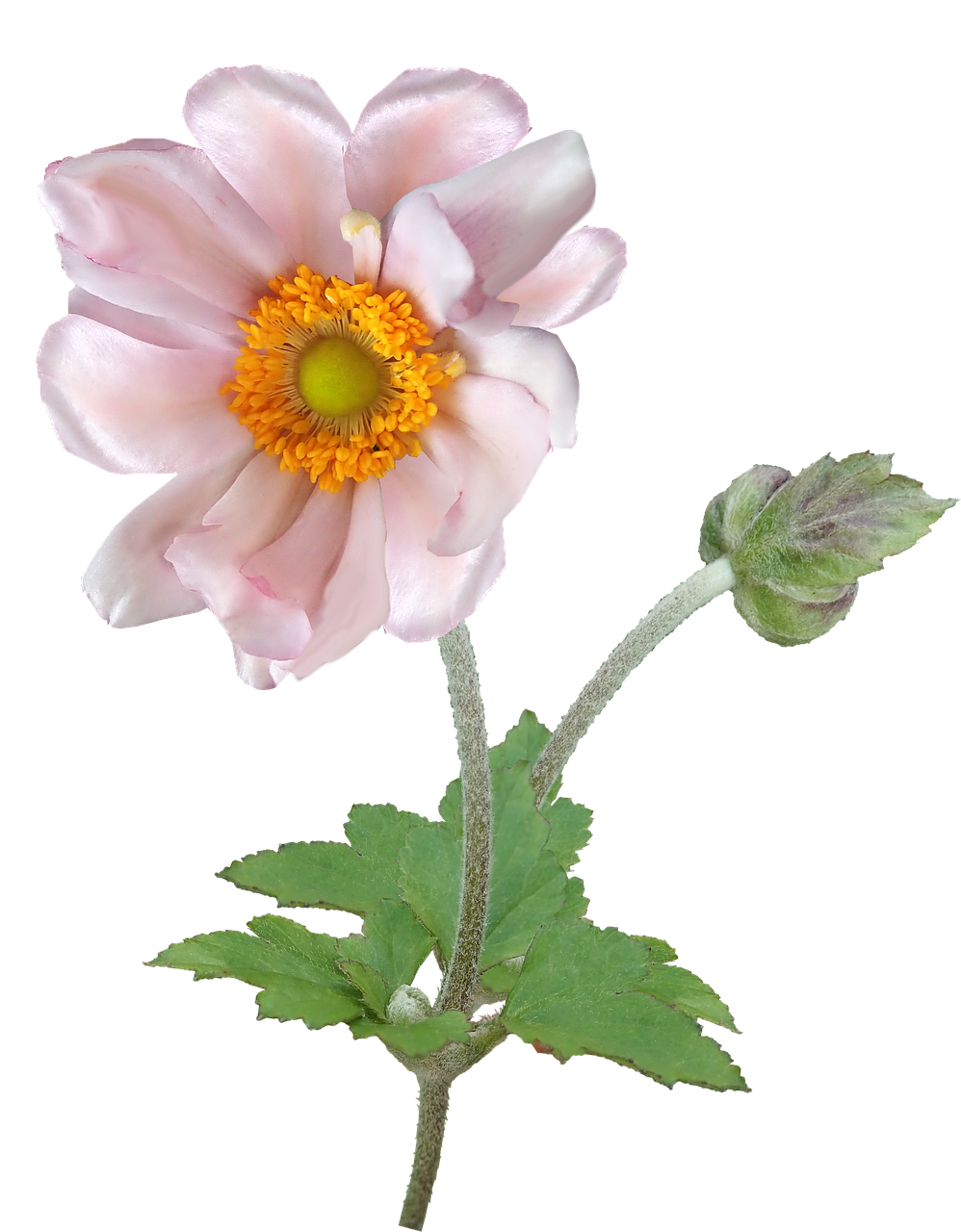 flower  anemone  stem free photo