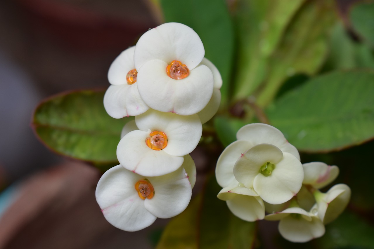 flower  euphorbia  blossom free photo