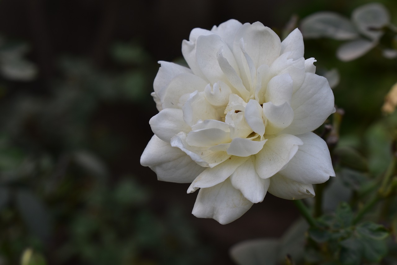 flower  rose  nature free photo