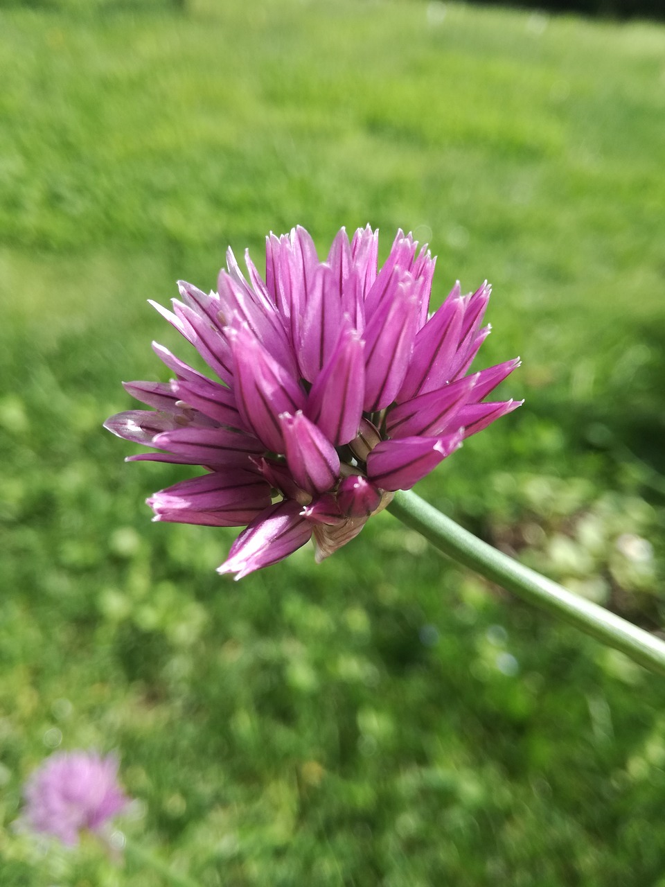 flower  garden  violet free photo