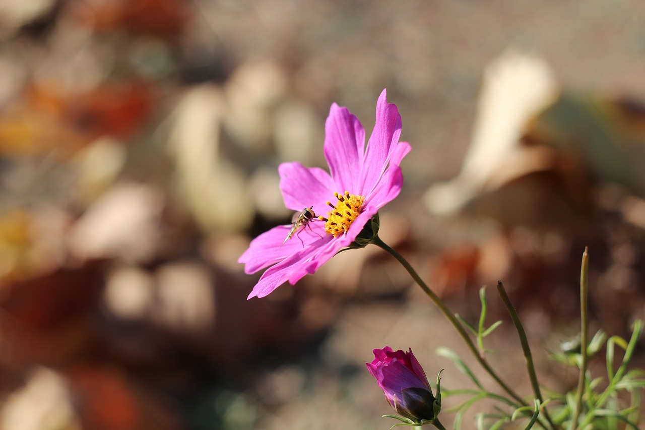 flower  bee  animal free photo