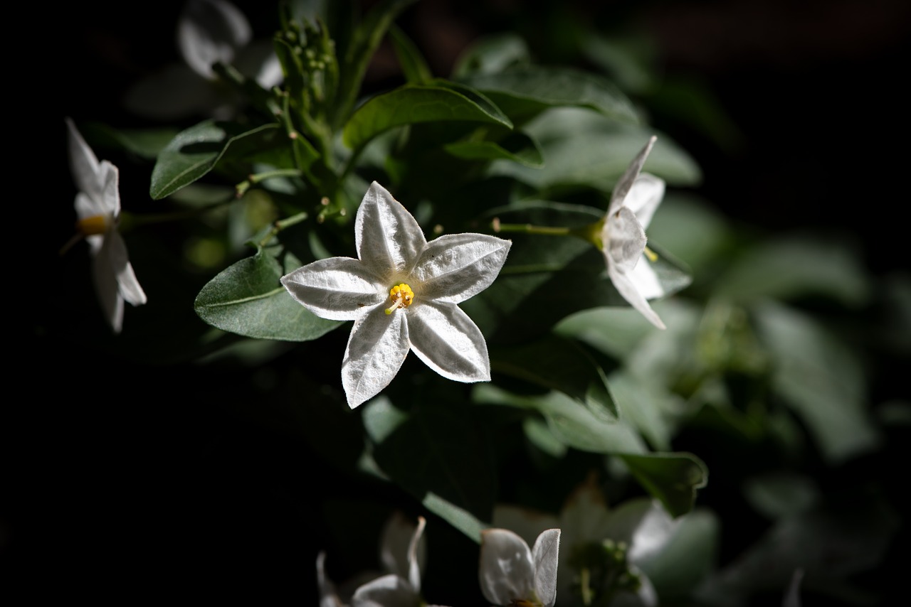 flower  blossom  bloom free photo