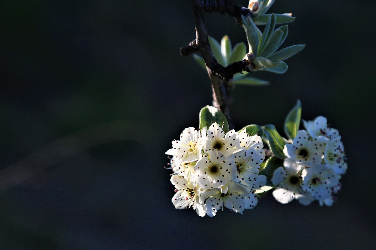 flower  nature  spring free photo