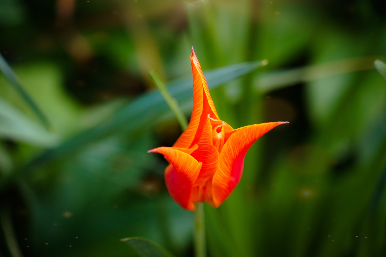 flower  red  green free photo