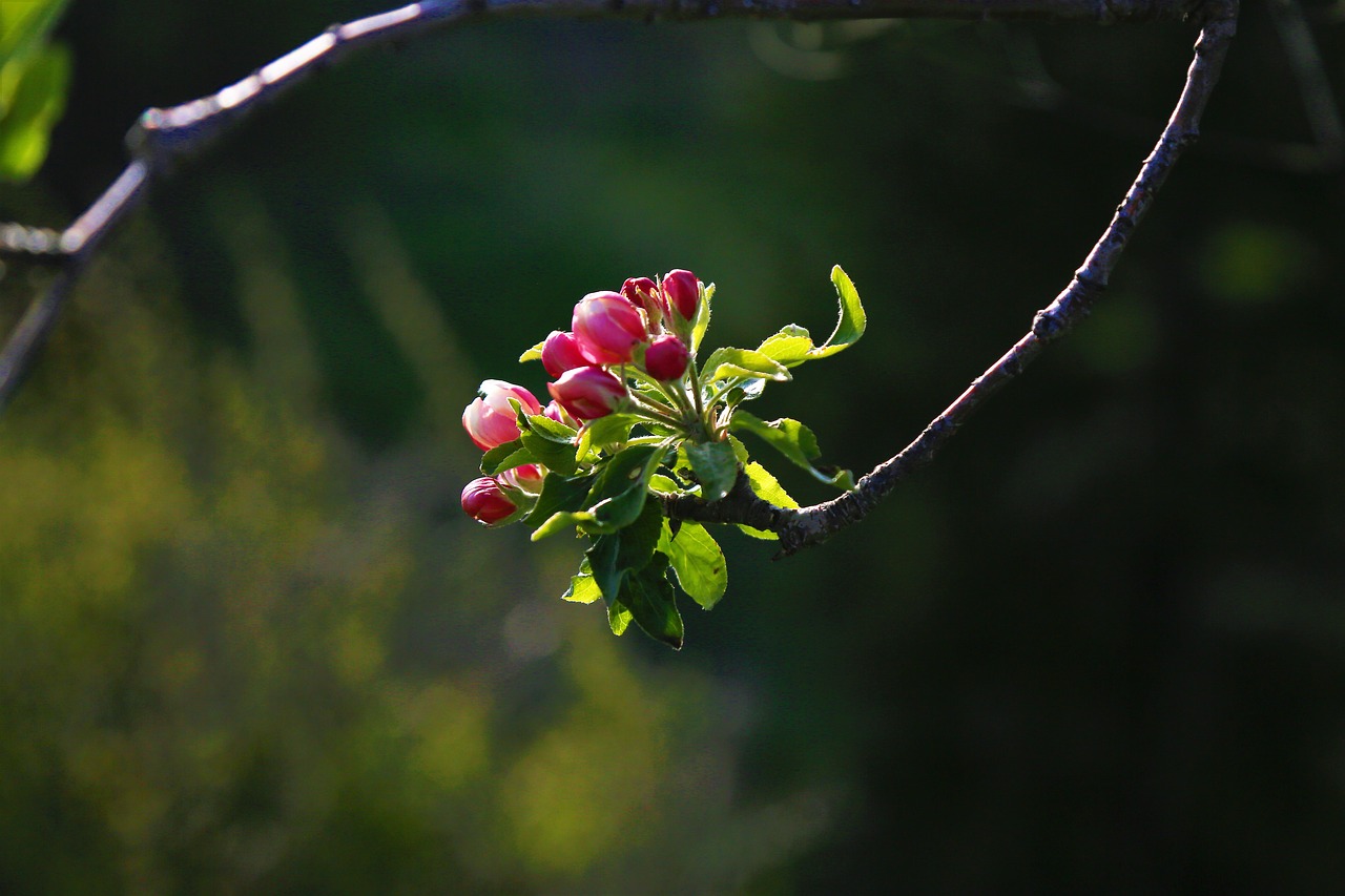 flower  nature  bud free photo