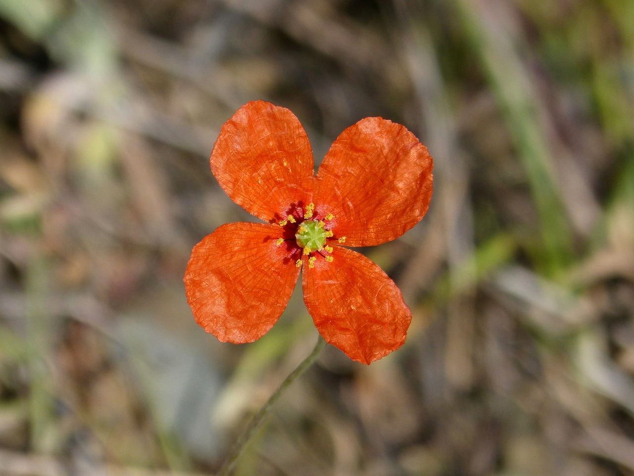 flower  sad poppy  poppy free photo