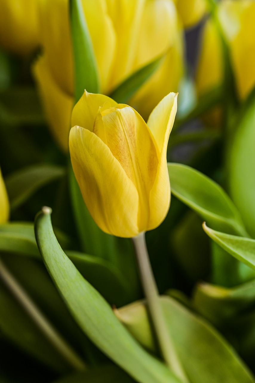 flower  tulip  yellow free photo